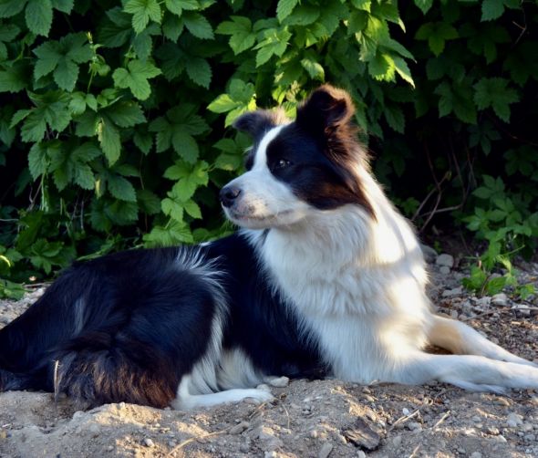 Cachorros Border collie