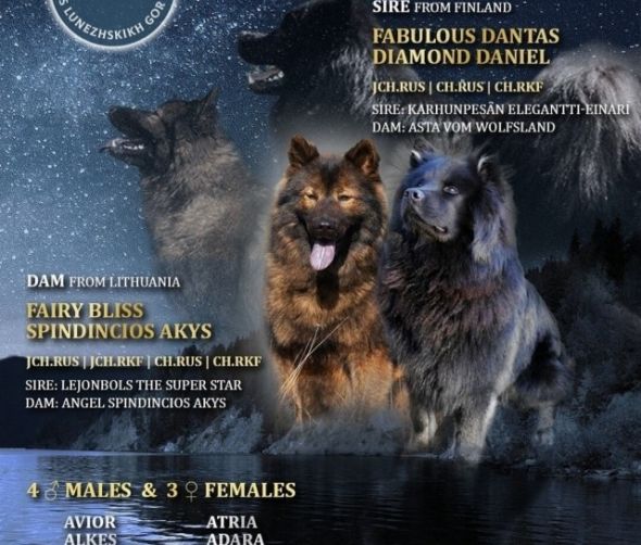 Szczenięta - Eurasier