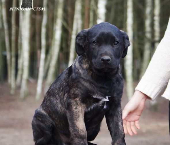 Welpen - Cão Fila de São Miguel