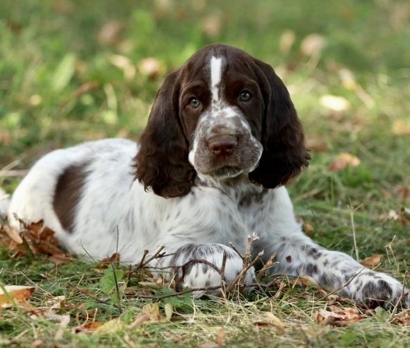 Springer spaniel angielski - szczenięta 