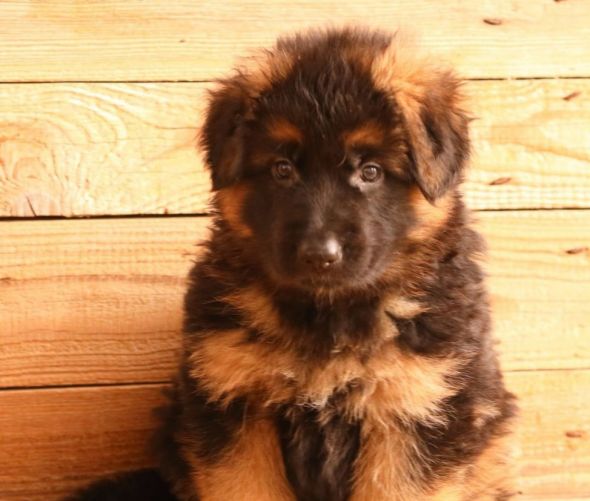 Deutscher Schäferhund - Welpen