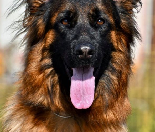 Spanischer Windhund, Deutscher Schäferhund Langhaar – Welpen