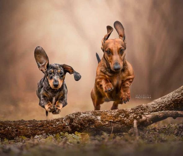 Szczenięta jamnika krótkowłosego