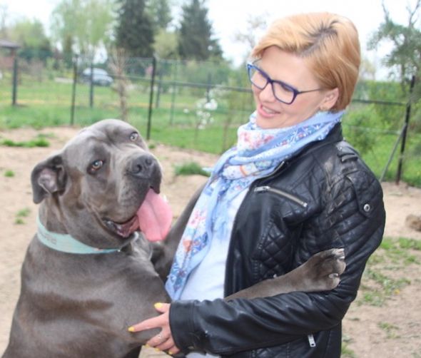 De visita en el criadero Cane Corso Stary Bór