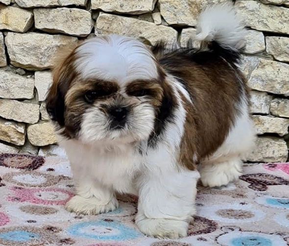 Szczenięta - SHIH TZU