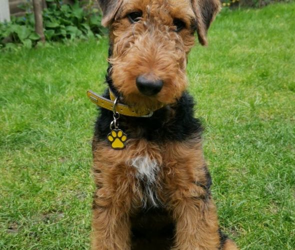 Airedale Terrier – puppies