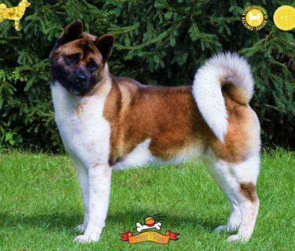 Akita Amerykańska - dostępne szczenięta