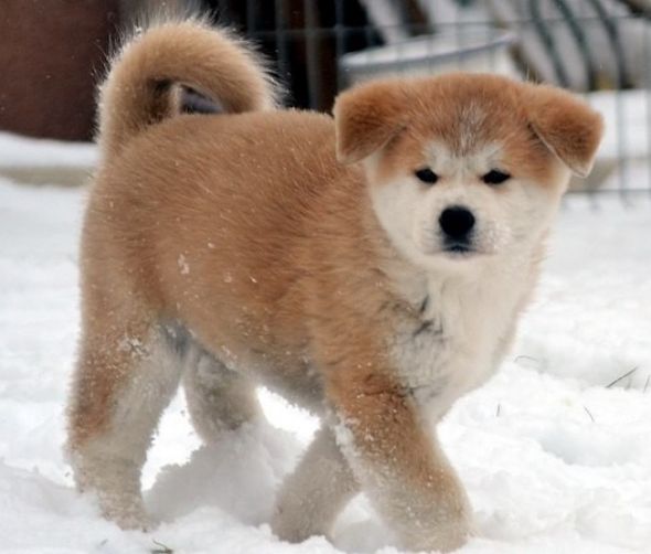 Akita japońska, buldog francuski, border collie zdjęcia