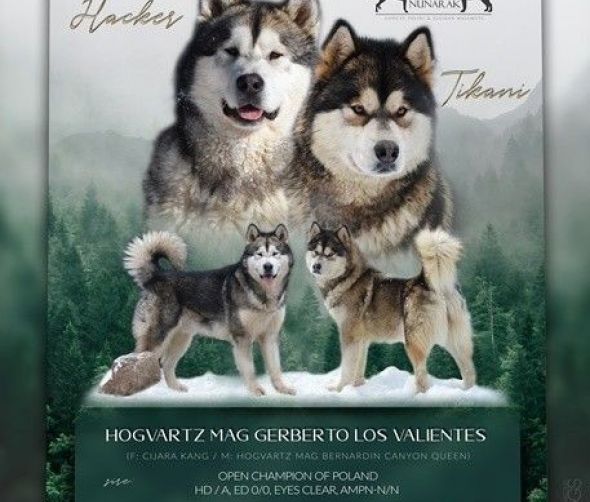 Alaskan malamute 