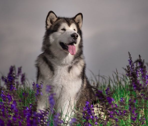 Alaskan Malamute - poznaj ciekawostki o rasie 