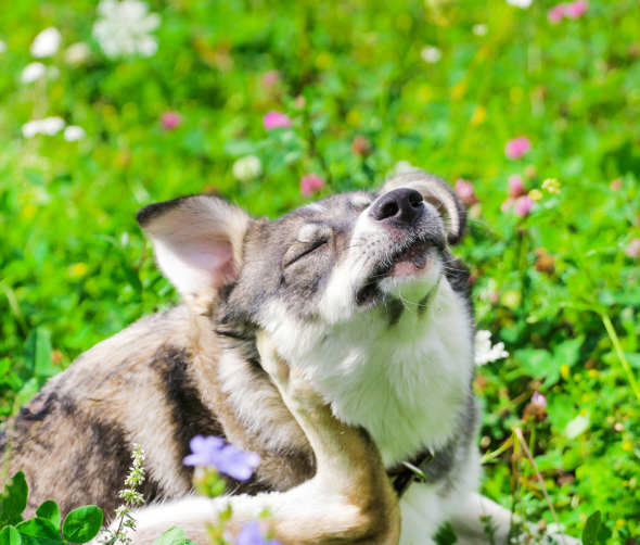 Alergie u psów: Przyczyny, objawy i leczenie
