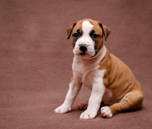American Staffordshire Terrier