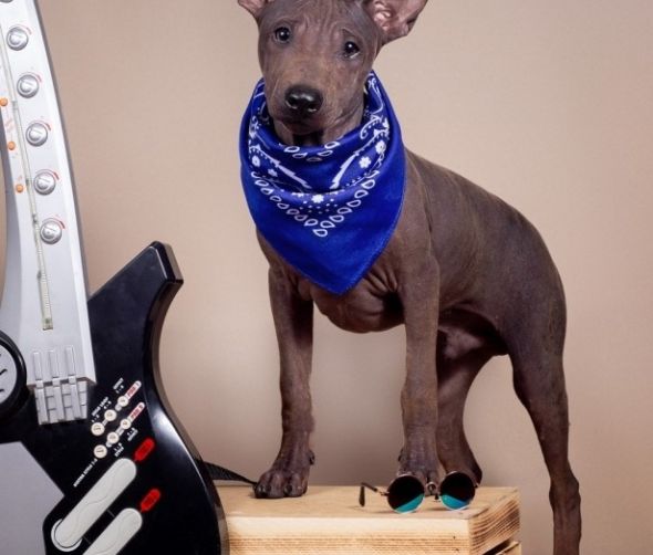 Amerykański terier bezwłosy