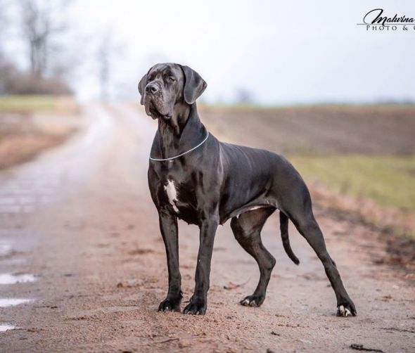 Hembra de dogo alemán