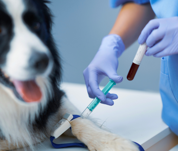 Badania krwi u psów: Czy warto je wykonywać i jakie korzyści przynoszą