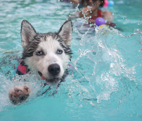 Basen dla psa - idealne rozwiązanie na gorące dni
