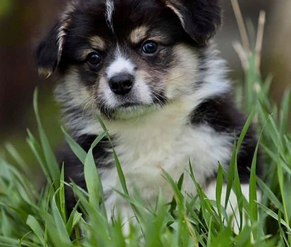 Welsh Corgi Pembroke 