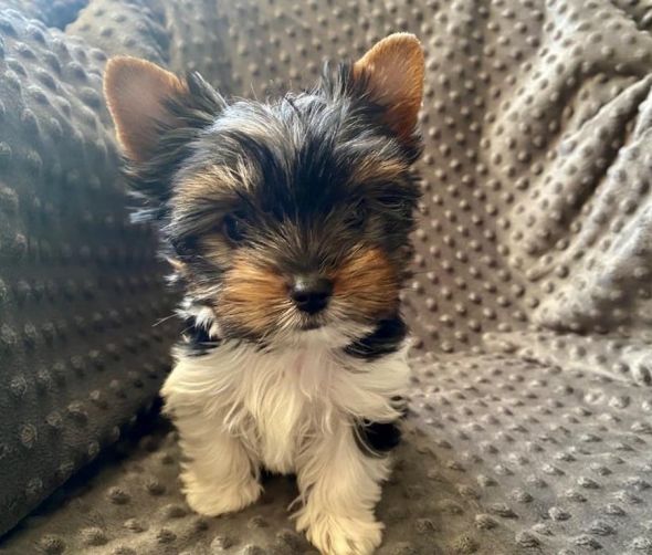 Biewer Yorkshire Terrier a'la Pom Pon szczeniaki