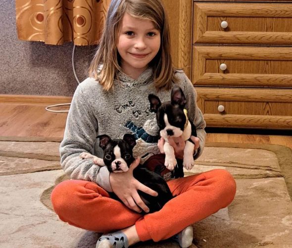 Boston Terrier - verfügbare Welpen