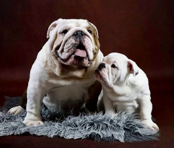 Buldog angielski - szczenięta 