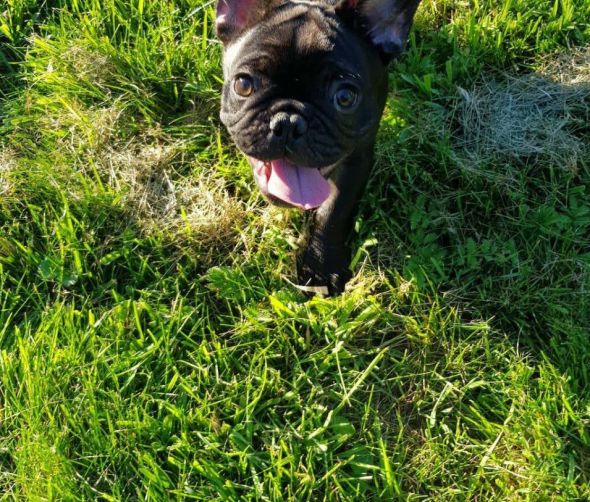 Buldog Francuskie - dostępne szczeniaki