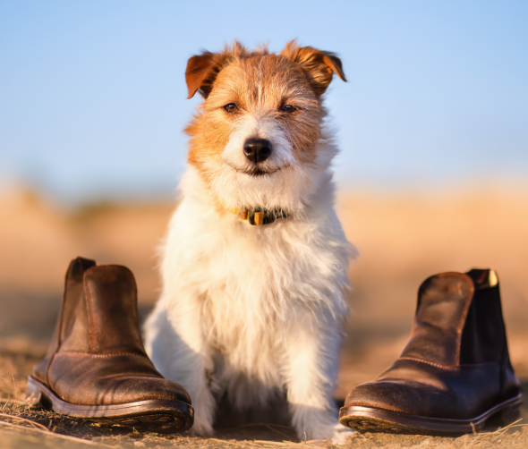 Buty dla psa: nowy wymiar ochrony łap Twojego pupila