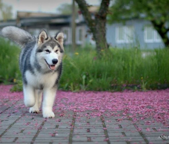 Camada planificada - Alaskan malamute
