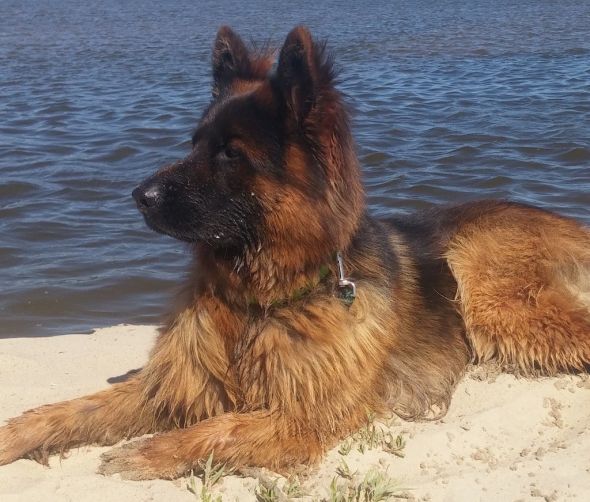 Golpe de calor en perros