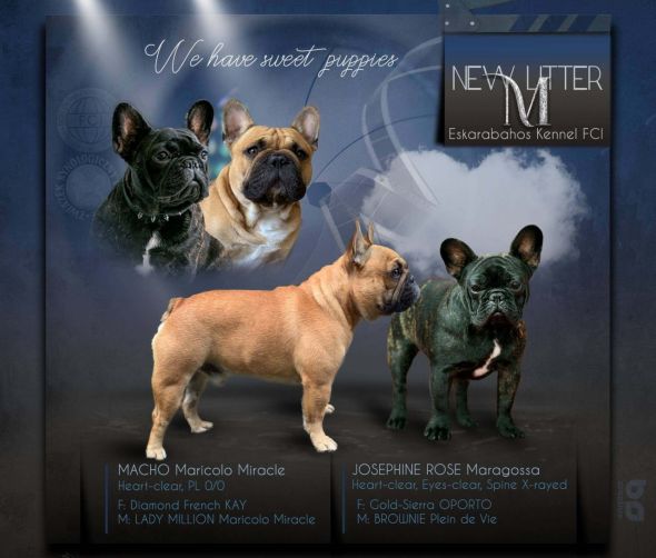 Szczenięta rasy buldog francuski 