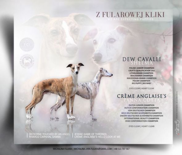 Chart Angielski Whippet
