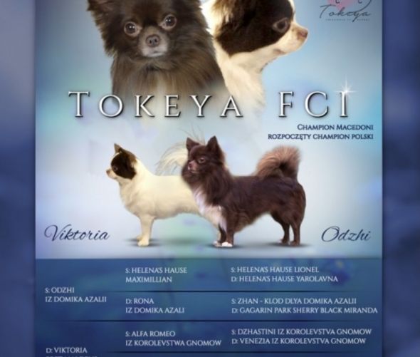 Chihuahua długowłosy