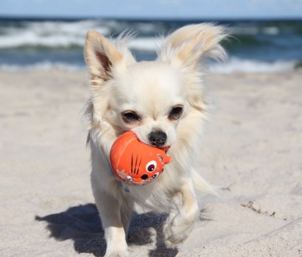 Chihuahua – jak wygląda najmniejszy pies na świecie? 