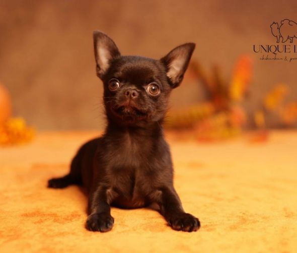 Chihuahua krótkowłosy