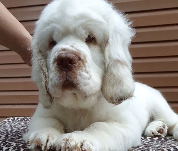  Clumber spaniel
