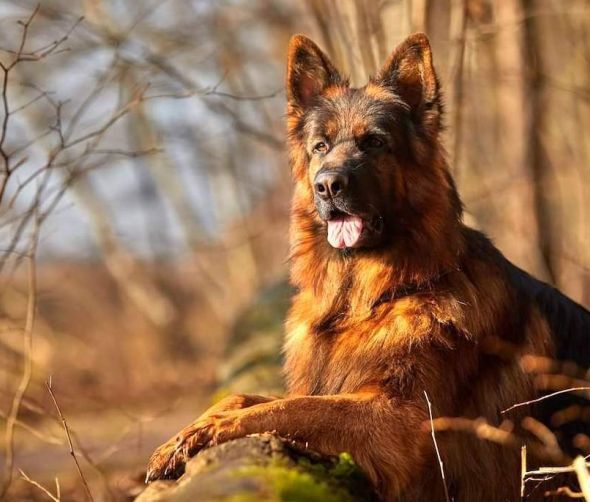 Co jedzą owczarki niemieckie długowłose? 