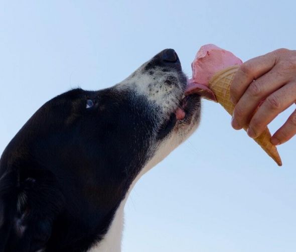 Co pies może jeść cz. 2