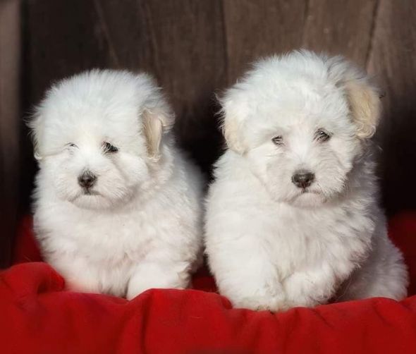 Coton de Tulear dostępne szczeniaki