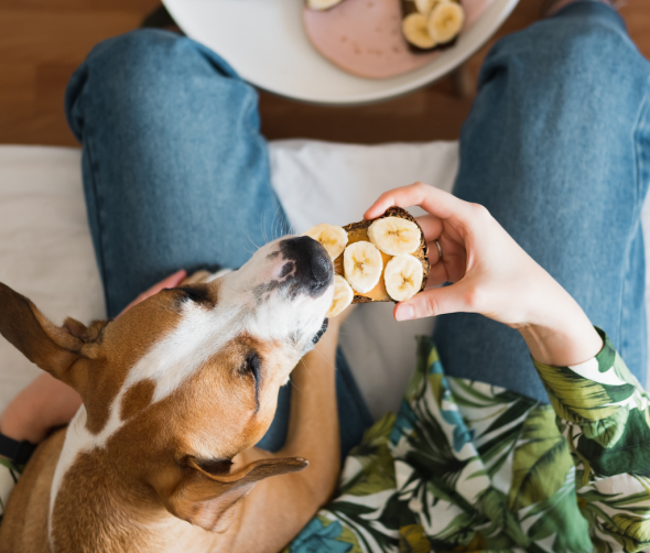 Czy pies może jeść banany? 