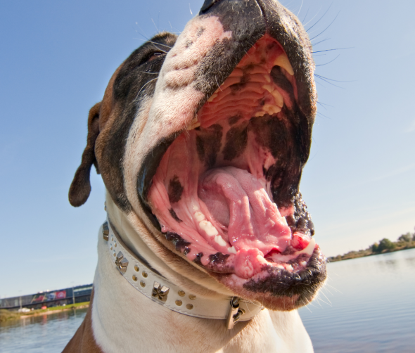 Czy pies może odczuwać ból zęba?