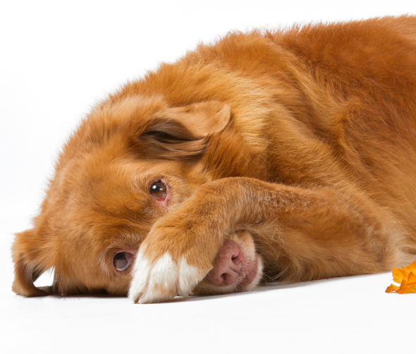 Czy psy mogą doświadczać poczucia winy?