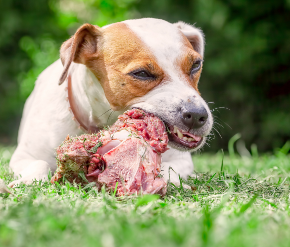 Czy psy mogą jeść kości? Fakty i mity