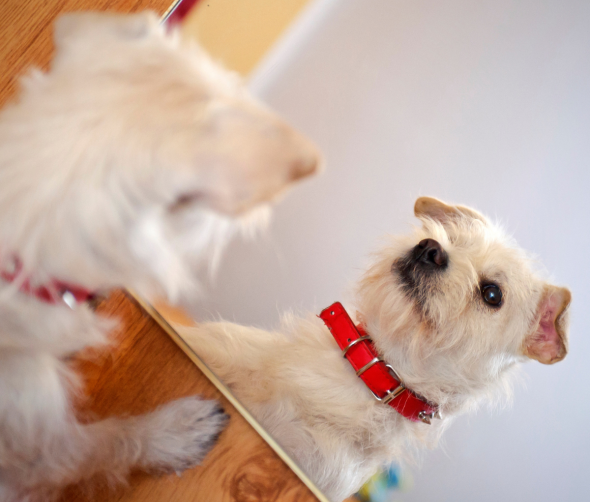 Czy psy rozpoznają siebie w lustrze? Zrozumienie świadomości własnej tożsamości u psów