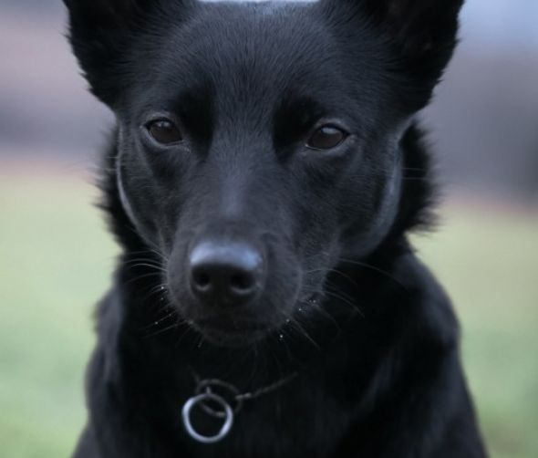 Miot planowany - Owczarek australijski Kelpie