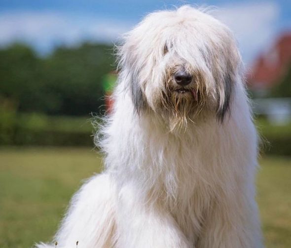 Szczeniaki owczarka niemieckiego i inne