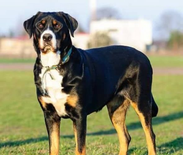 Gran perro pastor suizo