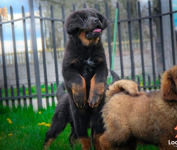 Mioty i szczeniaki dostępne maj 2020