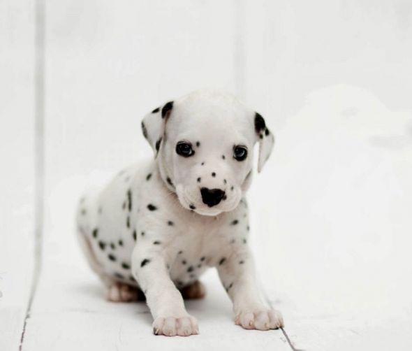 Szczenięta rasy Dalmatyńczyk