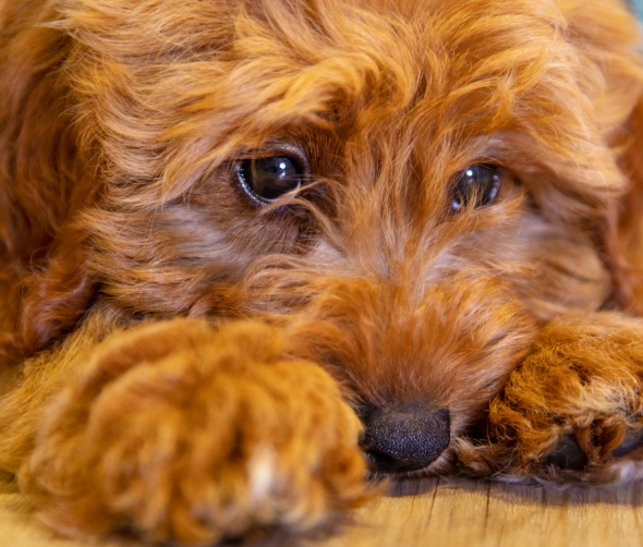 Depresja u psów: Jak ją rozpoznać i jak pomóc swojemu pupilowi?