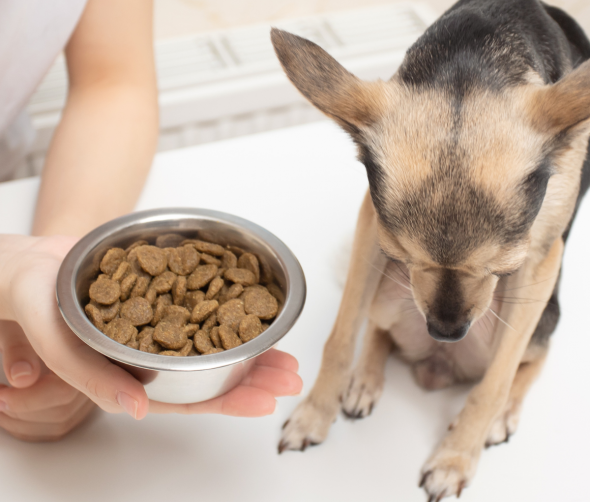 Dlaczego mój pies nie chce jeść? Główne przyczyny braku apetytu u psów