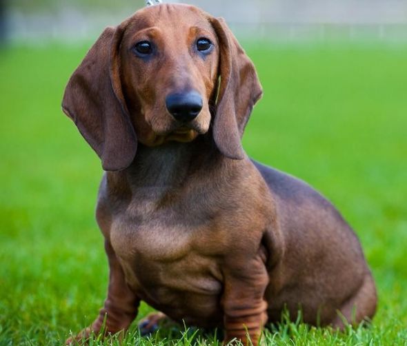 Dlaczego pies z rodowodem? 